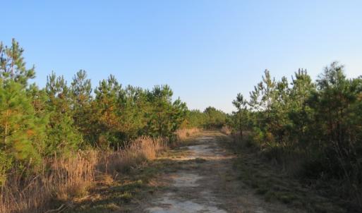 Photo of UNDER CONTRACT!  106 Acres of Residential Farm and Timber Land For Sale in Sampson County NC!