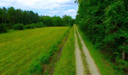 Photo of SOLD!  45 acre Hunting and Timber Land for Sale in Pamlico County NC!