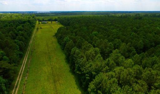 Photo of SOLD!  45 acre Hunting and Timber Land for Sale in Pamlico County NC!