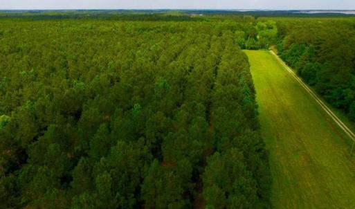 Photo of SOLD!  45 acre Hunting and Timber Land for Sale in Pamlico County NC!