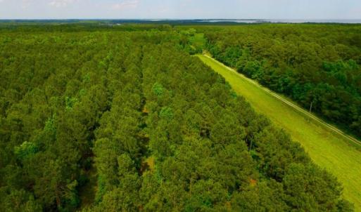 Photo of SOLD!  45 acre Hunting and Timber Land for Sale in Pamlico County NC!