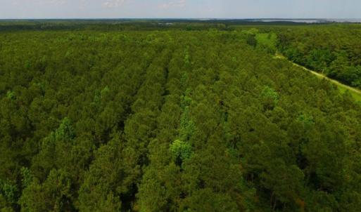 Photo of SOLD!  45 acre Hunting and Timber Land for Sale in Pamlico County NC!