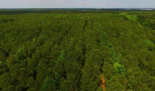 Photo of SOLD!  45 acre Hunting and Timber Land for Sale in Pamlico County NC!