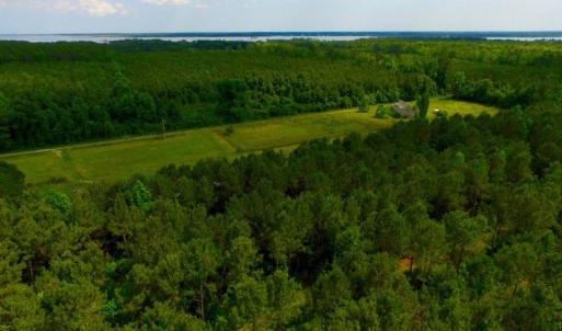 Photo of SOLD!  45 acre Hunting and Timber Land for Sale in Pamlico County NC!