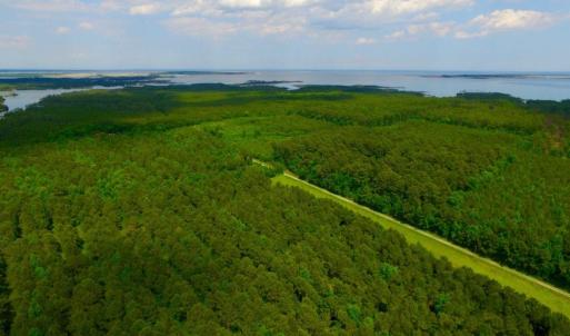 Photo of SOLD!  45 acre Hunting and Timber Land for Sale in Pamlico County NC!