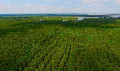 Photo of SOLD!  45 acre Hunting and Timber Land for Sale in Pamlico County NC!