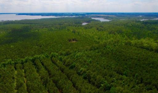 Photo of SOLD!  45 acre Hunting and Timber Land for Sale in Pamlico County NC!