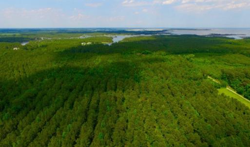 Photo of SOLD!  45 acre Hunting and Timber Land for Sale in Pamlico County NC!