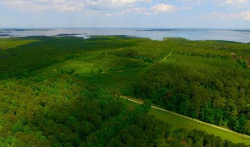 Photo of SOLD!  45 acre Hunting and Timber Land for Sale in Pamlico County NC!