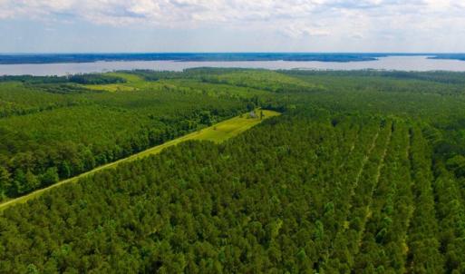 Photo of SOLD!  45 acre Hunting and Timber Land for Sale in Pamlico County NC!
