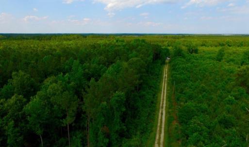 Photo of SOLD!  45 acre Hunting and Timber Land for Sale in Pamlico County NC!