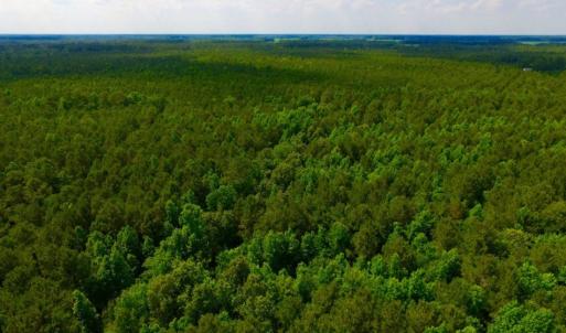 Photo of SOLD!  45 acre Hunting and Timber Land for Sale in Pamlico County NC!
