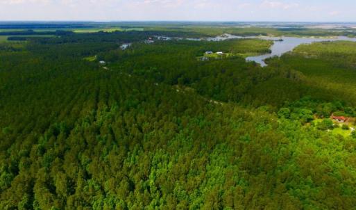 Photo of SOLD!  45 acre Hunting and Timber Land for Sale in Pamlico County NC!