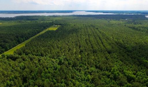 Photo of SOLD!  45 acre Hunting and Timber Land for Sale in Pamlico County NC!
