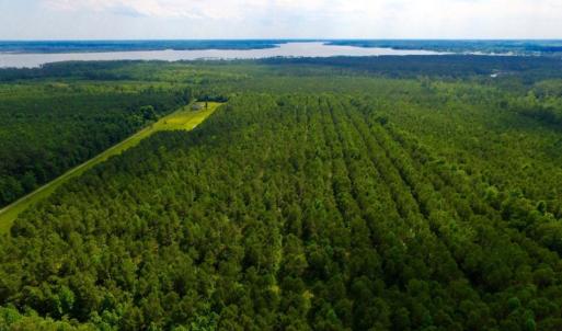 Photo of SOLD!  45 acre Hunting and Timber Land for Sale in Pamlico County NC!