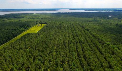 Photo of SOLD!  45 acre Hunting and Timber Land for Sale in Pamlico County NC!