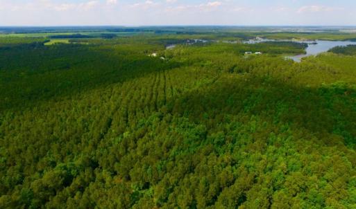 Photo of SOLD!  45 acre Hunting and Timber Land for Sale in Pamlico County NC!
