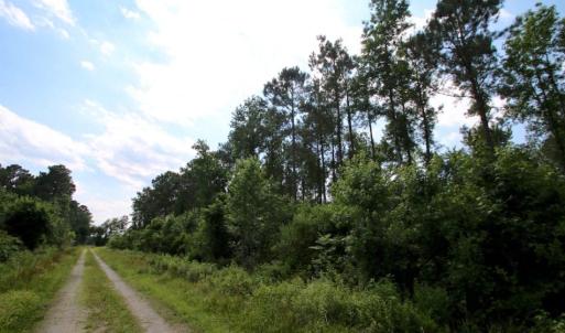 Photo of SOLD!  45 acre Hunting and Timber Land for Sale in Pamlico County NC!