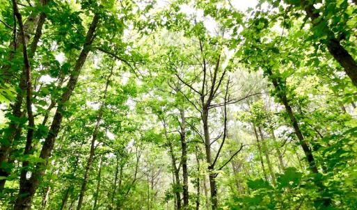 Photo of SOLD!  48.2 Acres of Timber Land For Sale in Halifax County NC!