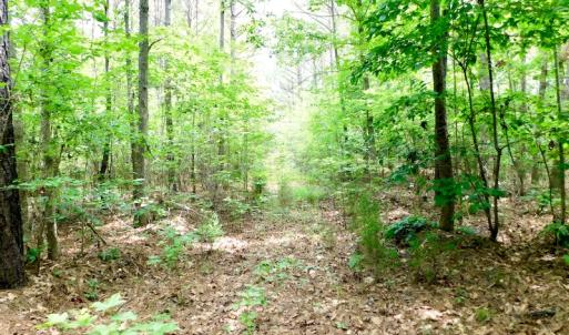 Photo of SOLD!  48.2 Acres of Timber Land For Sale in Halifax County NC!