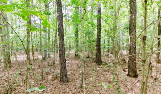 Photo of SOLD!  48.2 Acres of Timber Land For Sale in Halifax County NC!