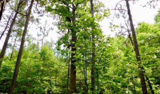 Photo of SOLD!  48.2 Acres of Timber Land For Sale in Halifax County NC!