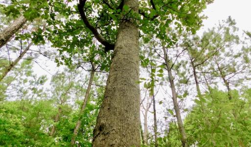 Photo of SOLD!  48.2 Acres of Timber Land For Sale in Halifax County NC!