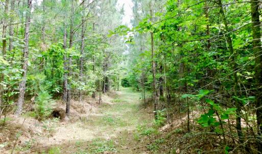 Photo of SOLD!  48.2 Acres of Timber Land For Sale in Halifax County NC!