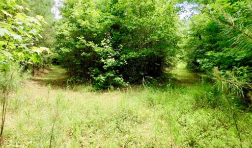 Photo of SOLD!  48.2 Acres of Timber Land For Sale in Halifax County NC!