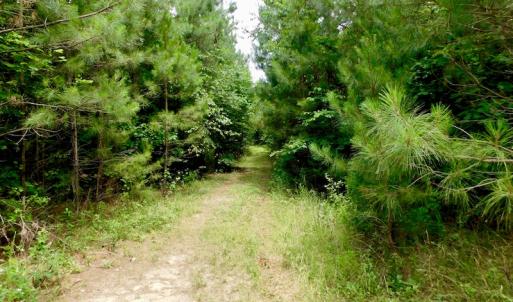 Photo of SOLD!  48.2 Acres of Timber Land For Sale in Halifax County NC!
