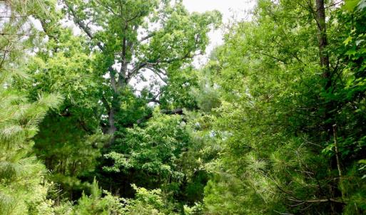 Photo of SOLD!  48.2 Acres of Timber Land For Sale in Halifax County NC!