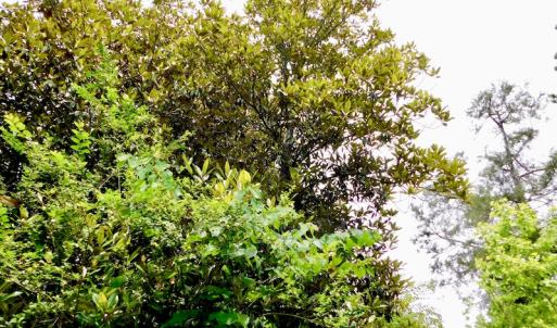 Photo of SOLD!  48.2 Acres of Timber Land For Sale in Halifax County NC!