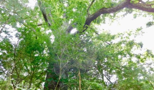 Photo of SOLD!  48.2 Acres of Timber Land For Sale in Halifax County NC!