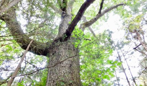 Photo of SOLD!  48.2 Acres of Timber Land For Sale in Halifax County NC!