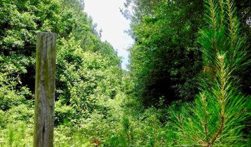 Photo of SOLD!  48.2 Acres of Timber Land For Sale in Halifax County NC!