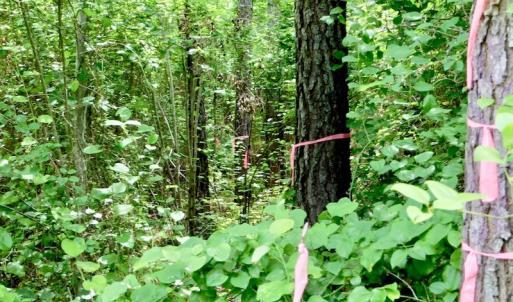Photo of SOLD!  48.2 Acres of Timber Land For Sale in Halifax County NC!