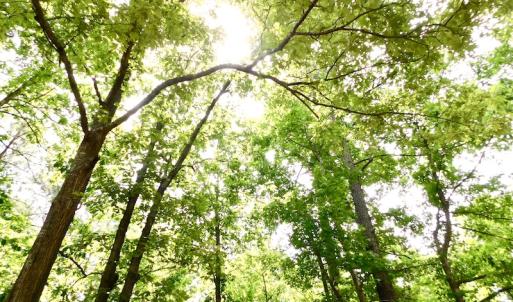Photo of SOLD!  48.2 Acres of Timber Land For Sale in Halifax County NC!