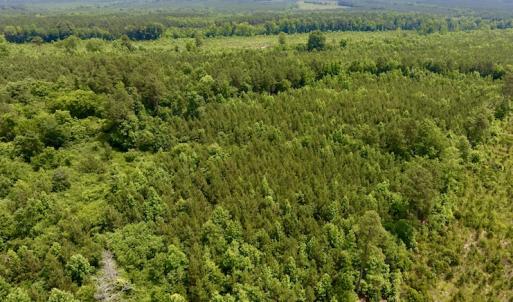 Photo of SOLD!  48.2 Acres of Timber Land For Sale in Halifax County NC!