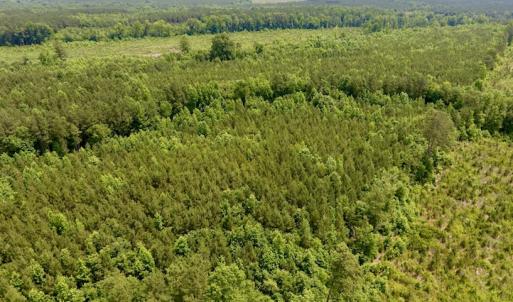 Photo of SOLD!  48.2 Acres of Timber Land For Sale in Halifax County NC!