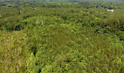 Photo of SOLD!  48.2 Acres of Timber Land For Sale in Halifax County NC!
