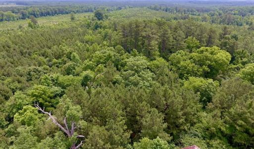 Photo of SOLD!  48.2 Acres of Timber Land For Sale in Halifax County NC!