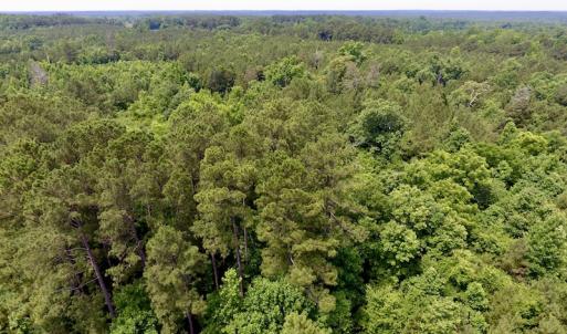 Photo of SOLD!  48.2 Acres of Timber Land For Sale in Halifax County NC!