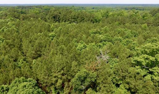 Photo of SOLD!  48.2 Acres of Timber Land For Sale in Halifax County NC!
