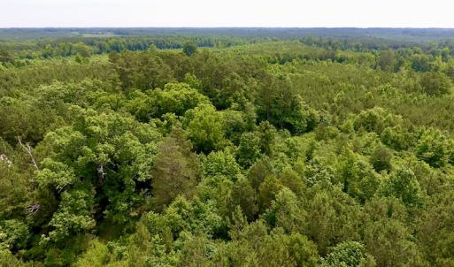 Photo of SOLD!  48.2 Acres of Timber Land For Sale in Halifax County NC!