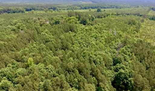 Photo of SOLD!  48.2 Acres of Timber Land For Sale in Halifax County NC!
