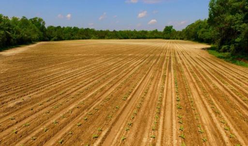 Photo of UNDER CONTRACT!  78.5 Acres of Farm and Timber Land for Sale in Jones County NC!