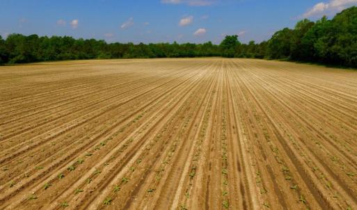 Photo of UNDER CONTRACT!  78.5 Acres of Farm and Timber Land for Sale in Jones County NC!