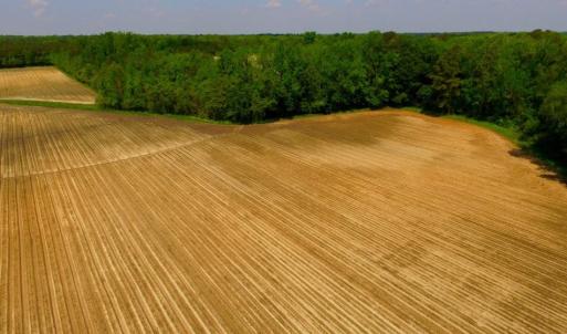 Photo of UNDER CONTRACT!  78.5 Acres of Farm and Timber Land for Sale in Jones County NC!
