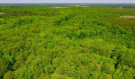 Photo of UNDER CONTRACT!  78.5 Acres of Farm and Timber Land for Sale in Jones County NC!