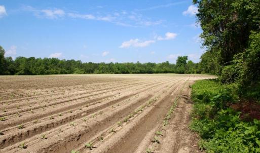 Photo of UNDER CONTRACT!  78.5 Acres of Farm and Timber Land for Sale in Jones County NC!
